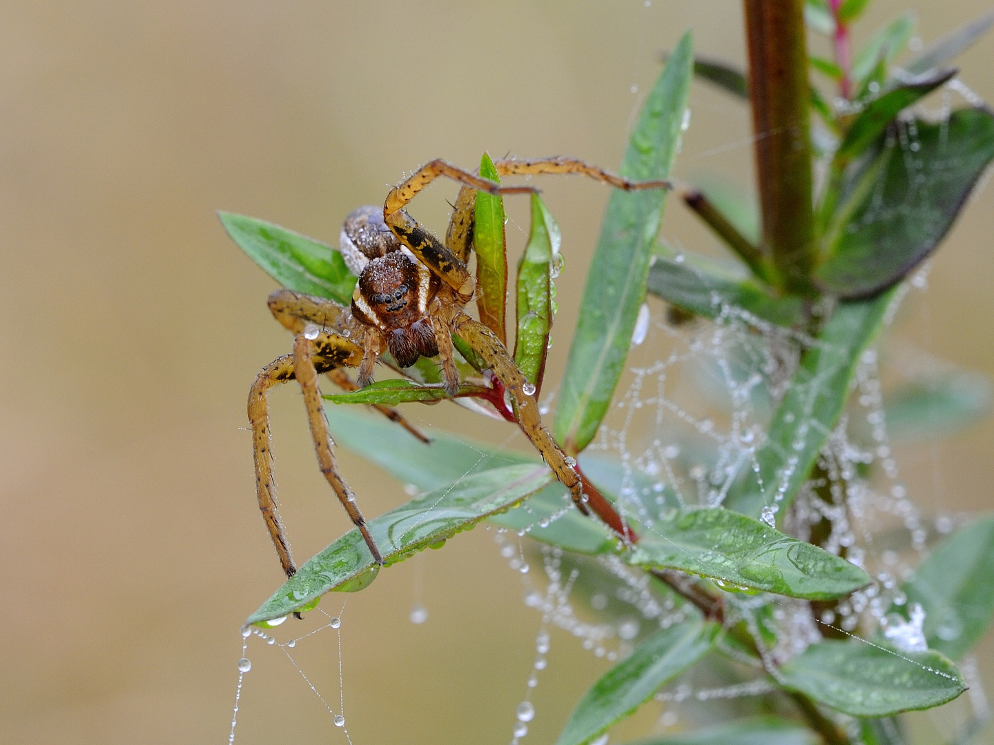 Jagdspinne