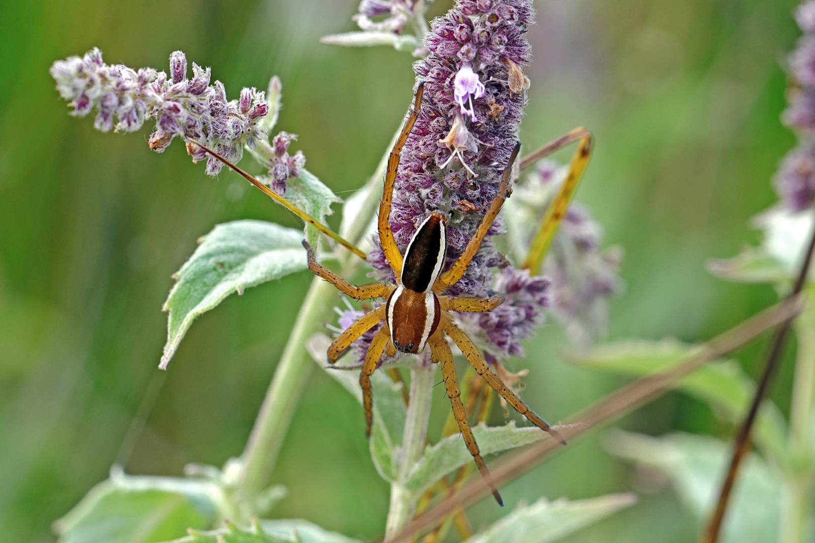 Jagdspinne an Pfefferminz