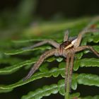 Jagdspinne