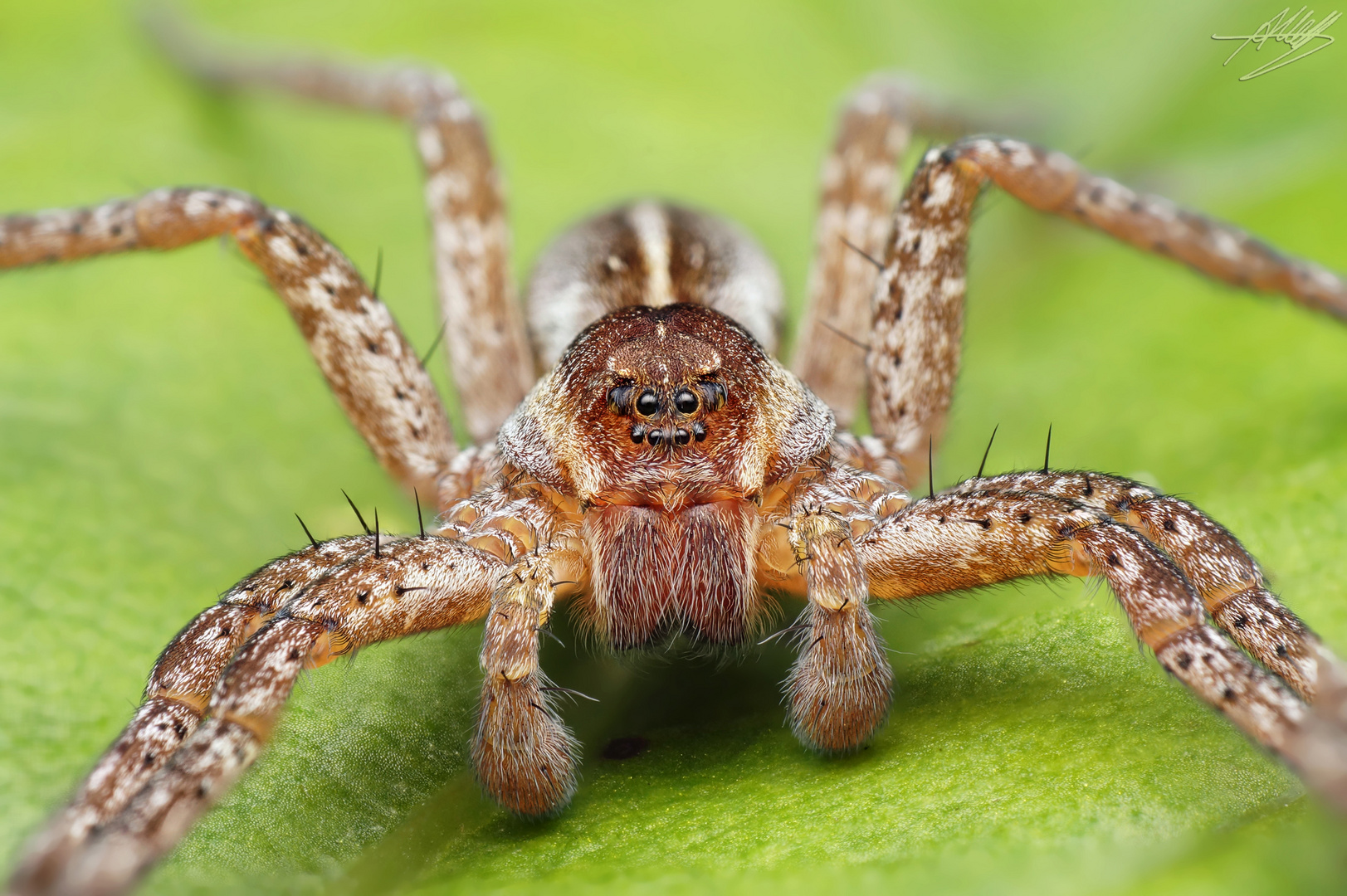 Jagdspinne (Dolomedes sp.)