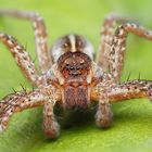 Jagdspinne (Dolomedes sp.)