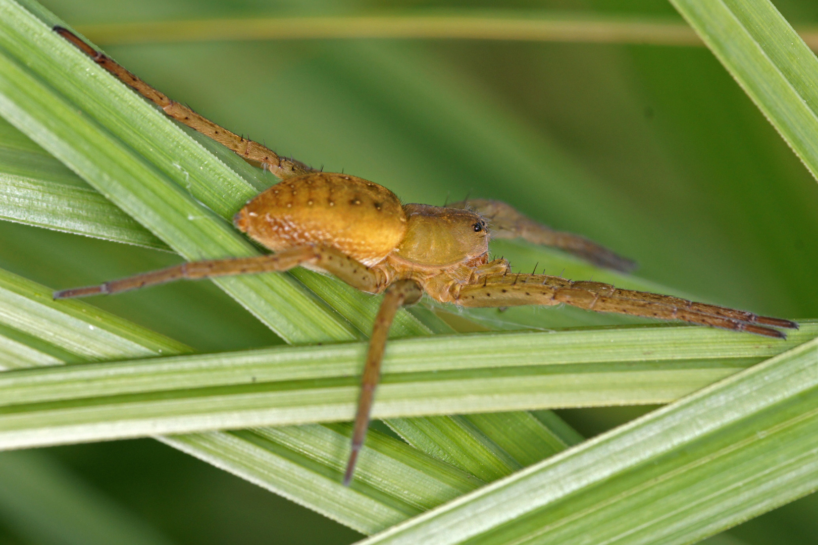 Jagdspinne im Schilf