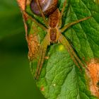 Jagdspinne mit Schnecke