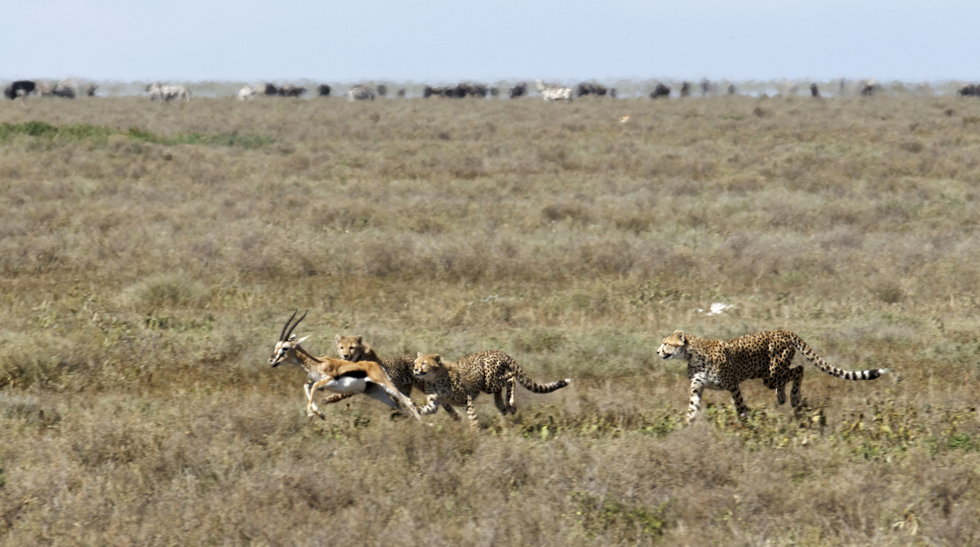 Jagdszene 2, Serengeti.