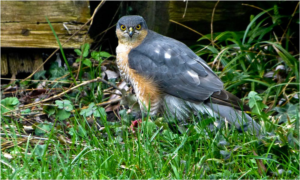 JAGDSZENE IM EIGENEN GARTEN