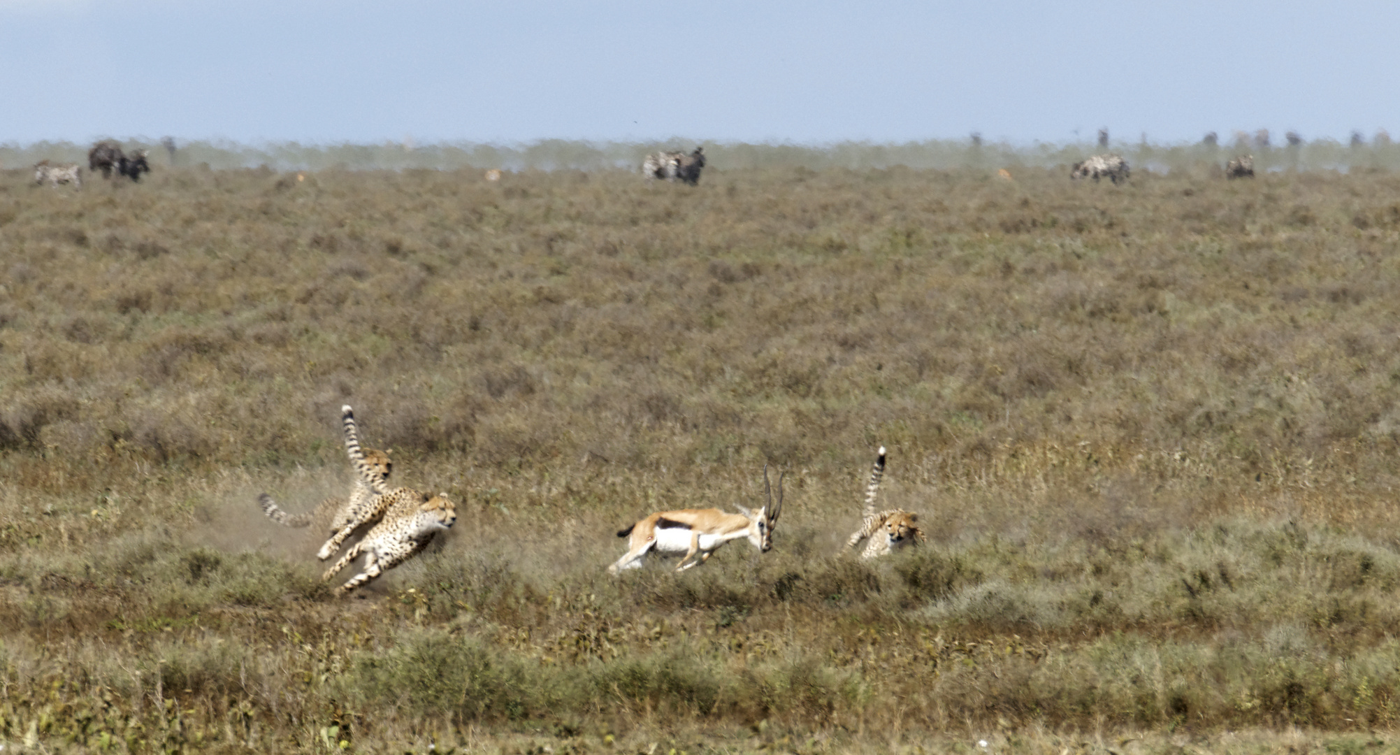 Jagdszene, Serengeti.