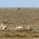 Jagdszene, Serengeti.