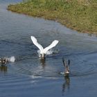 Jagdszenen am Gehspitzweiher