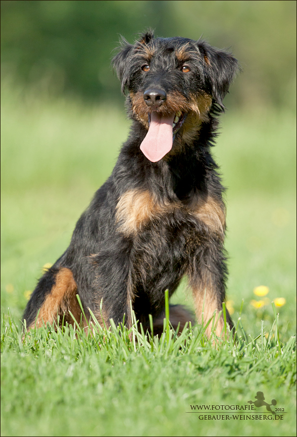 Jagdterrier Walli