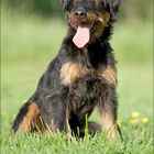 Jagdterrier Walli