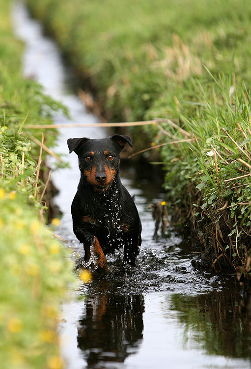 Jagdterrierdame