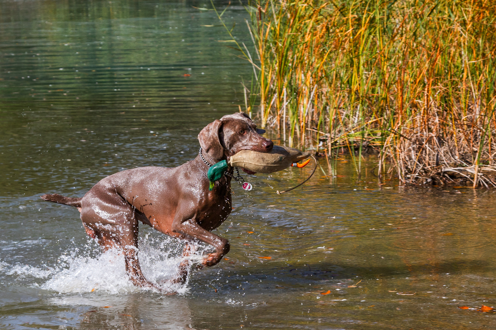 Jagdtraining