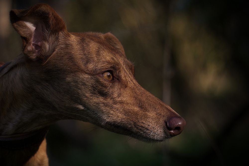 Jagdtrieb Foto &amp; Bild hunde, hund, natur Bilder auf