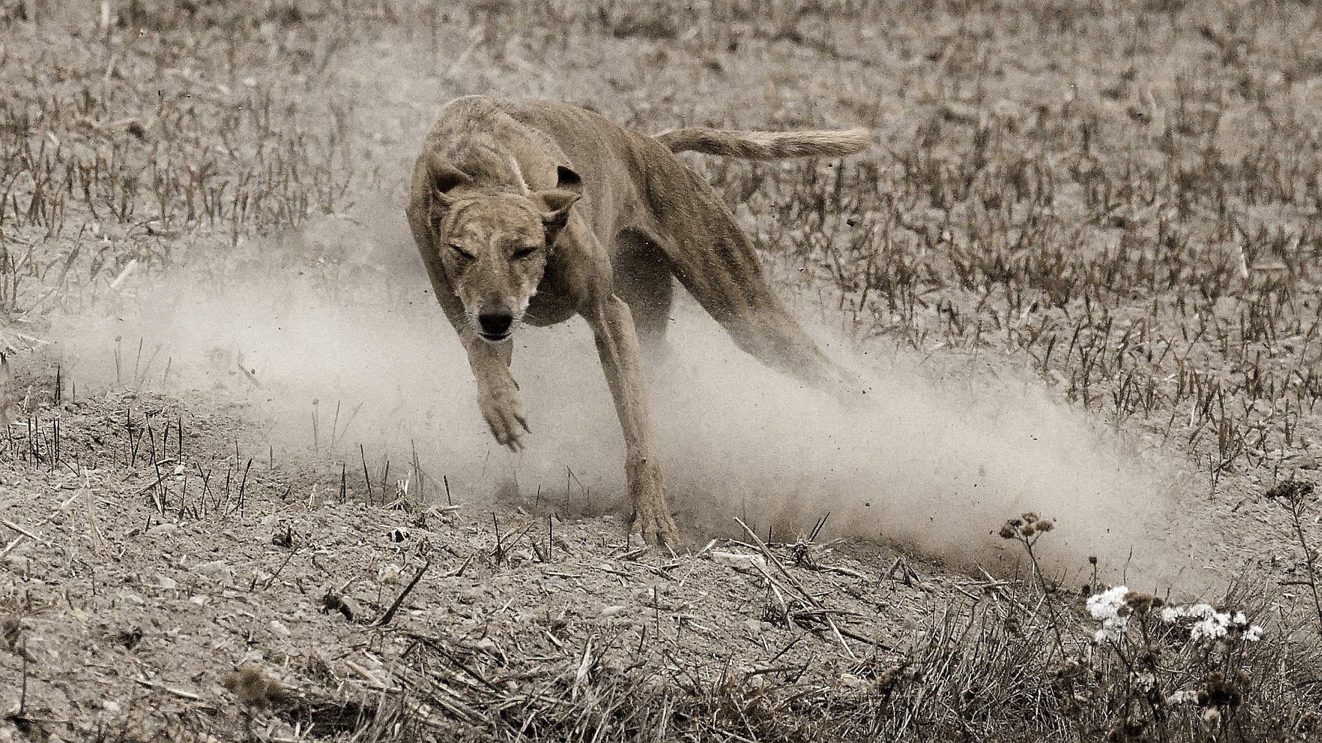 Jagdtrieb Foto &amp; Bild outdoor, hunde, hund Bilder auf
