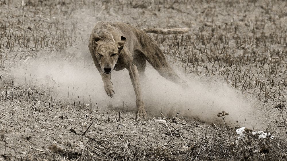 Jagdtrieb Foto & Bild | outdoor, hunde, hund Bilder auf fotocommunity