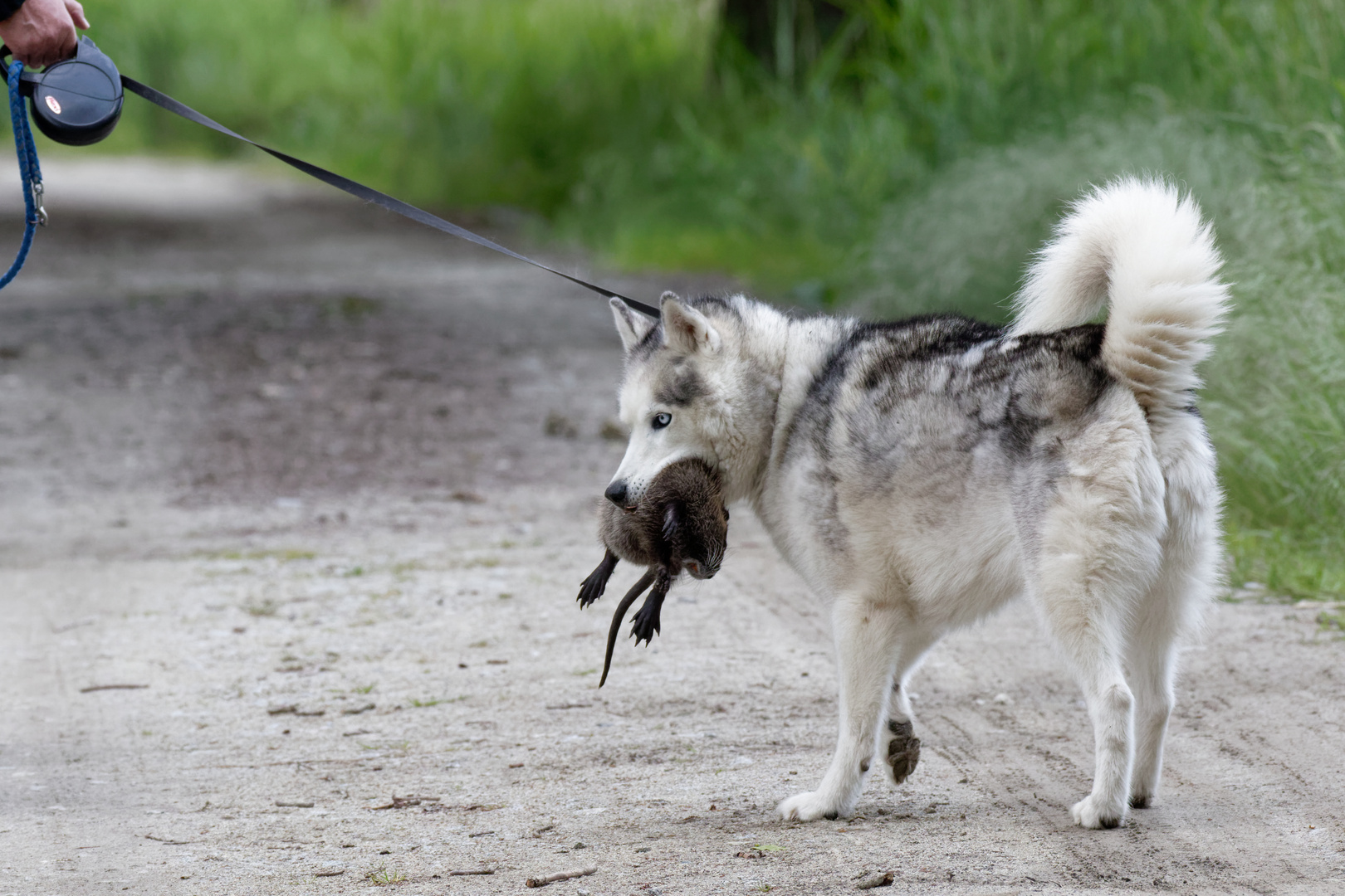 Jagdtrieb...