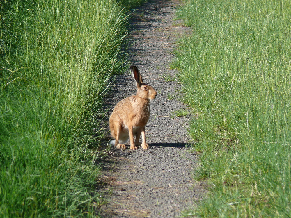 Jagdtrieb"Online2"