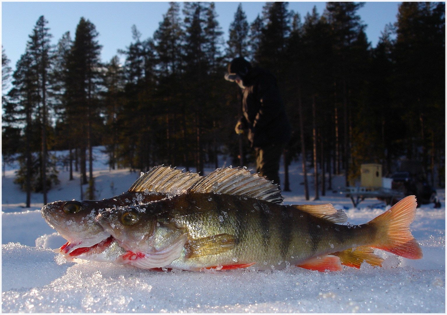 Jagdtrophäe :-)