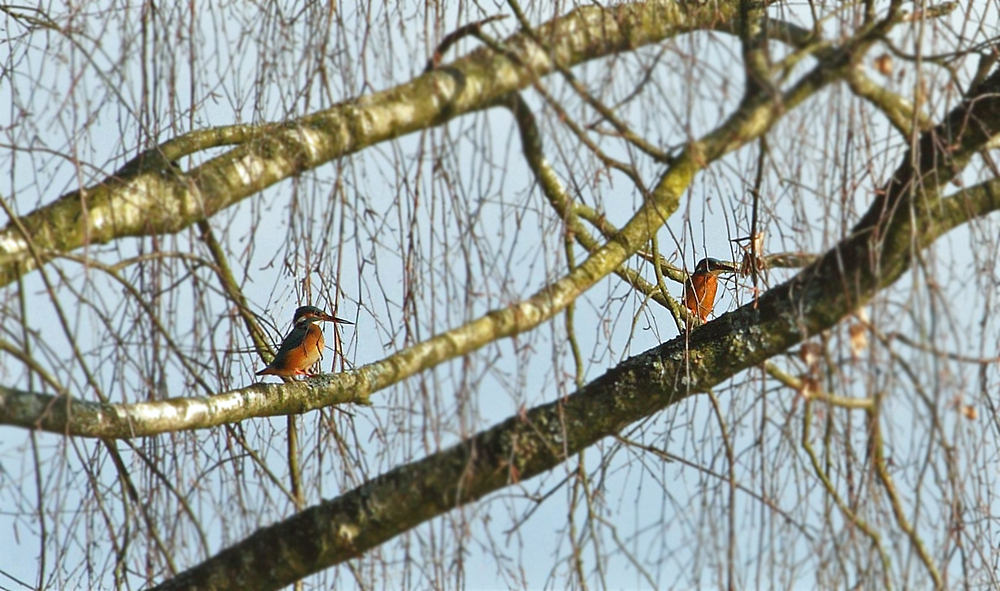 Jagdverhalten von Eisvögel - schreibt mir mal eure Erfahrungen