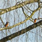 Jagdverhalten von Eisvögel - schreibt mir mal eure Erfahrungen