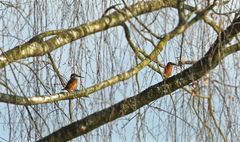 Jagdverhalten von Eisvögel - schreibt mir mal eure Erfahrungen