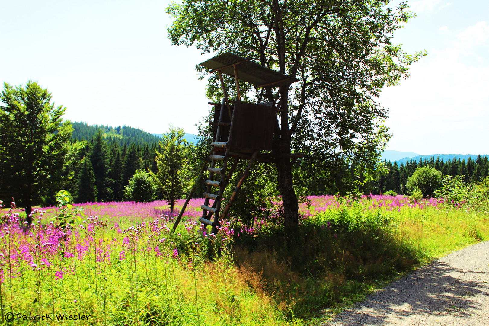 Jagdwiese