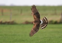 Jagend aus dem Suchflug