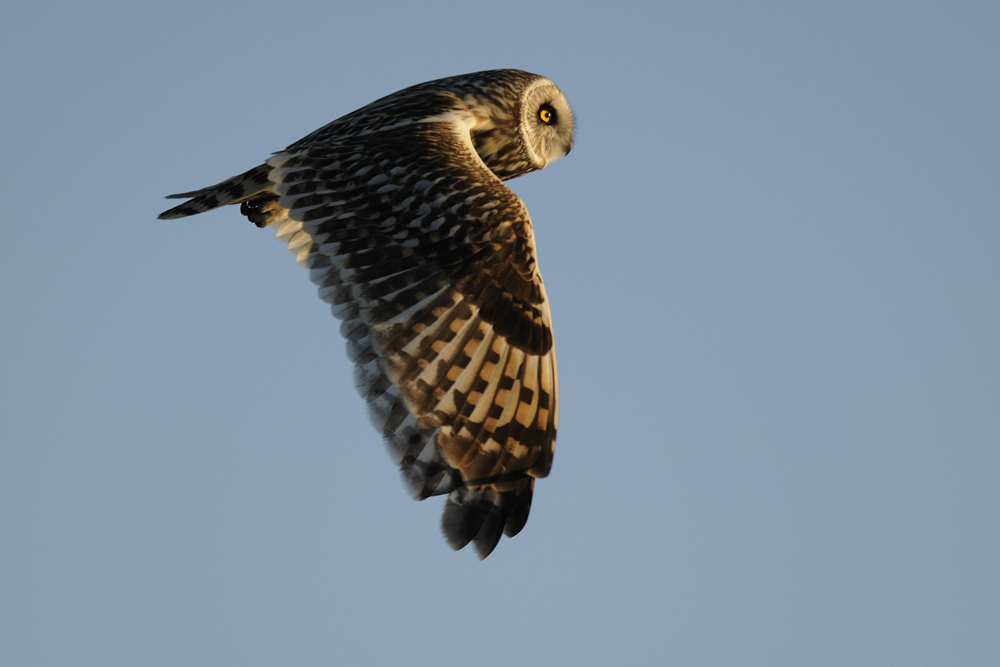 Jagend im Flug