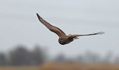 Jagend in Sturm und Regen