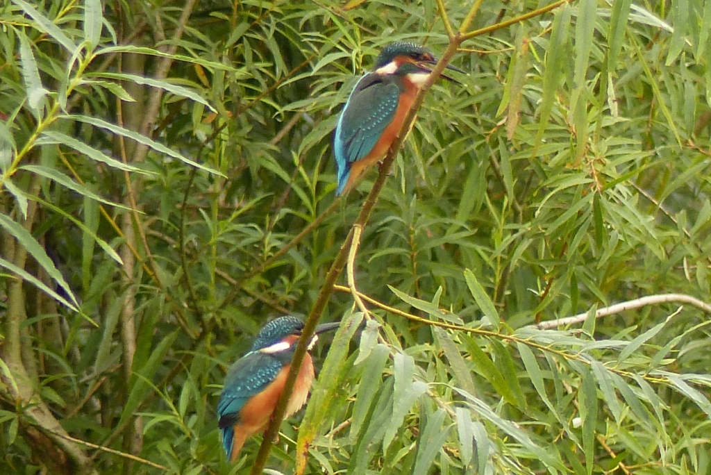 Jagende Eisvögel im Winkel bei Lippborg