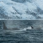 Jagende Orcas im Fjord