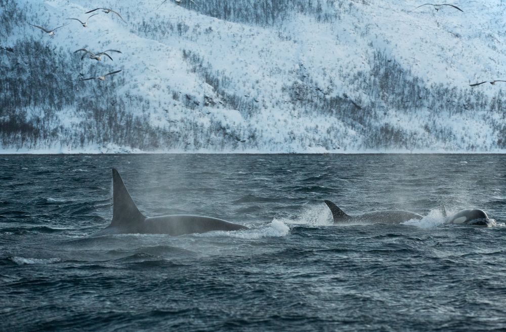 Jagende Orcas im Fjord