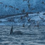 Jagende Orcas im Fjord II