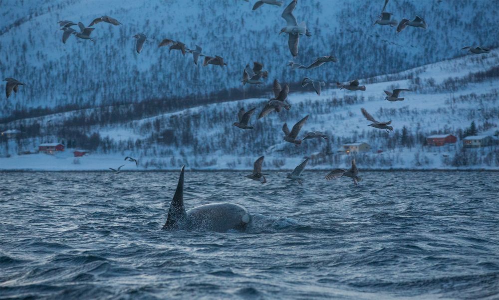 Jagende Orcas im Fjord II