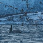 Jagende Orcas im Fjord II