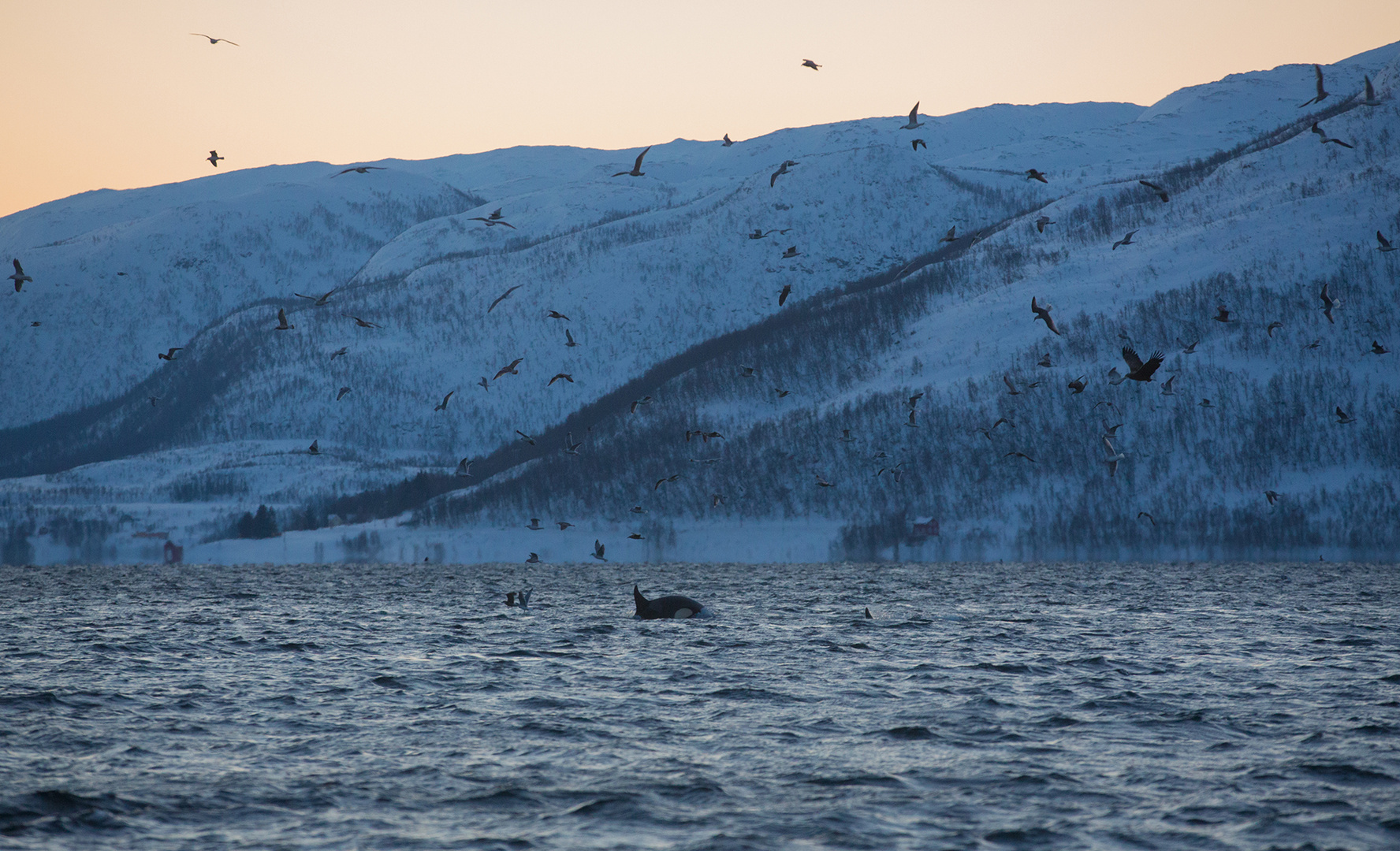 Jagende Orcas, Möwen und ein Seeadler....