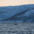 Jagende Orcas, Möwen und ein Seeadler....