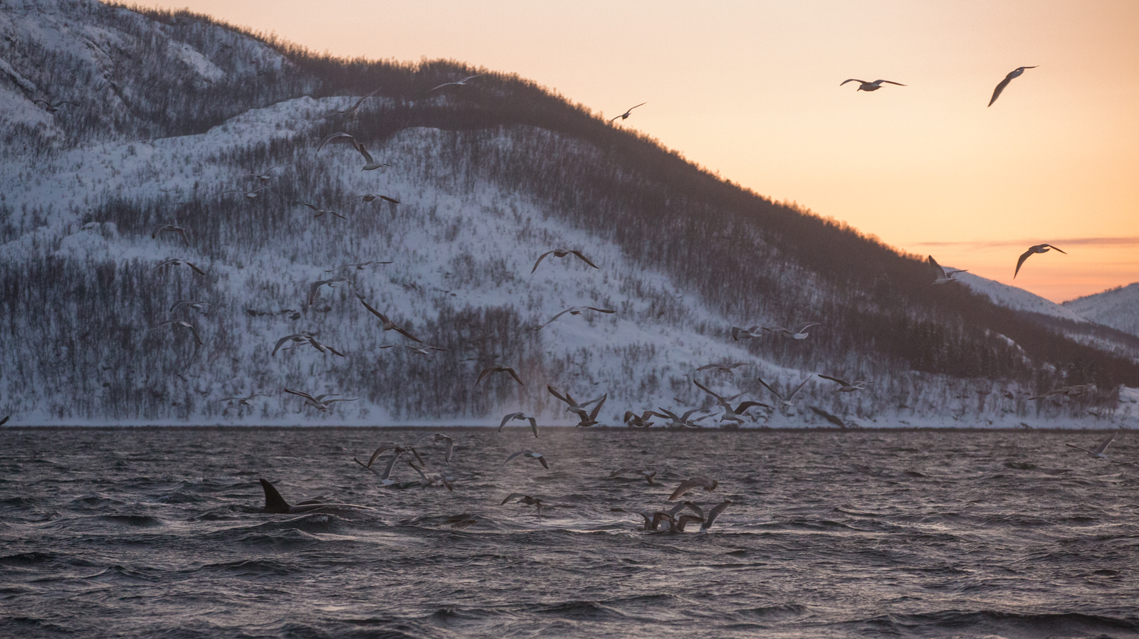 Jagende Orcas und Möwen im Fjord III