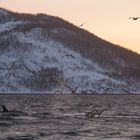 Jagende Orcas und Möwen im Fjord III