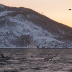 Jagende Orcas und Möwen im Fjord III