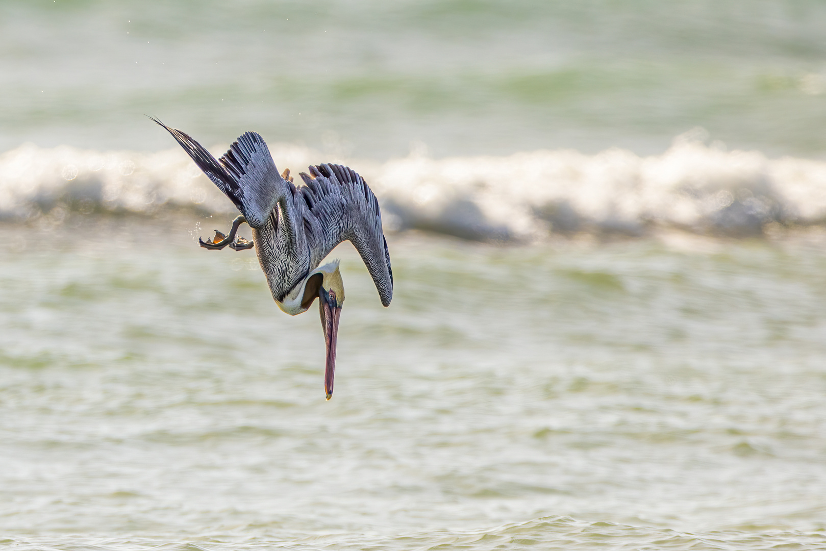 Jagender Braunpelikan (Brown Pelican)