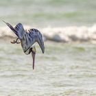 Jagender Braunpelikan (Brown Pelican)