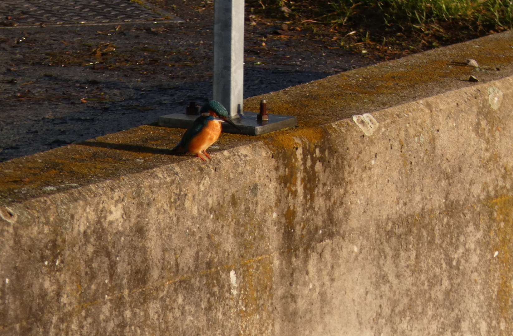 jagender Eisvogel an der Lippe