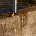 jagender Eisvogel an der Lippe