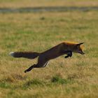 Jagender Fuchs