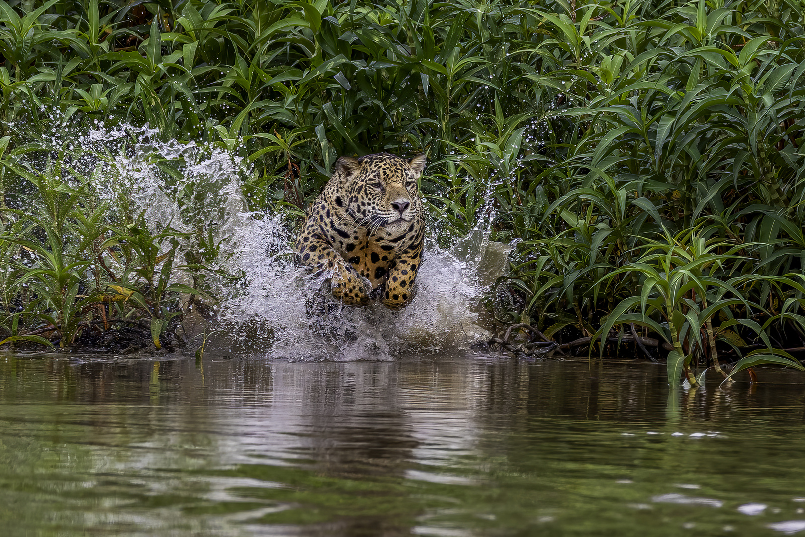 Jagender Jaguar