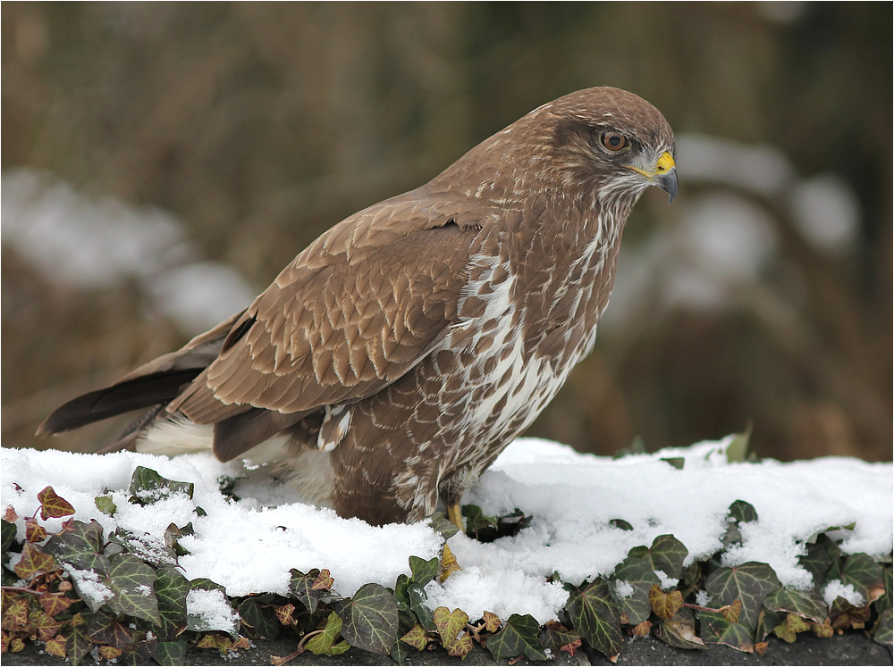 Jagender Mäusebussard