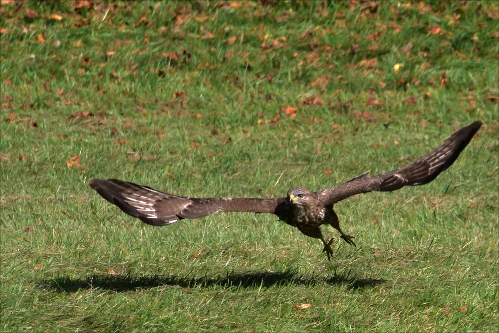 Jagender Mäusebussard