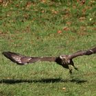 Jagender Mäusebussard