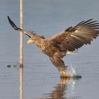 jagender Seeadler